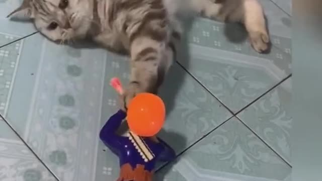 Have you ever seen such a cat?