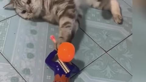 Have you ever seen such a cat?
