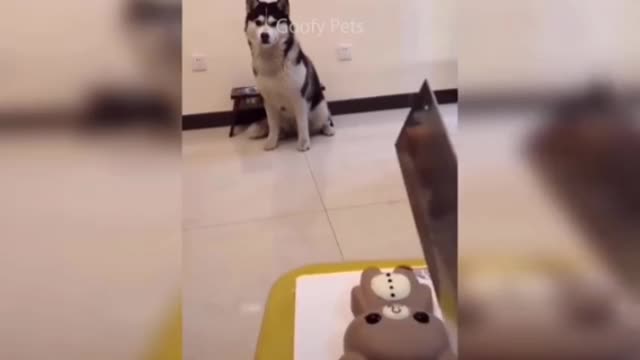 Dog reaction