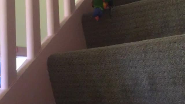 Bird walks down stairs and peeps through stairs