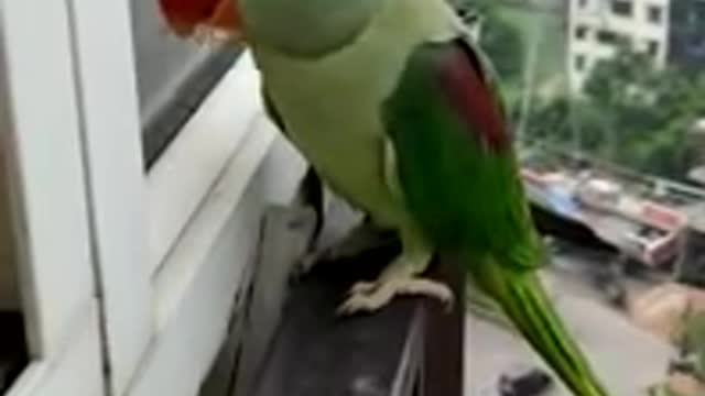 Friendly Talking Parrot Calling Mummy in Lockdown vid