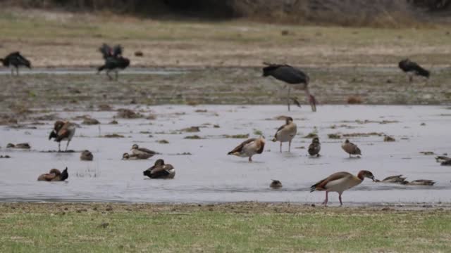 Birds enjoying the pond - With great music