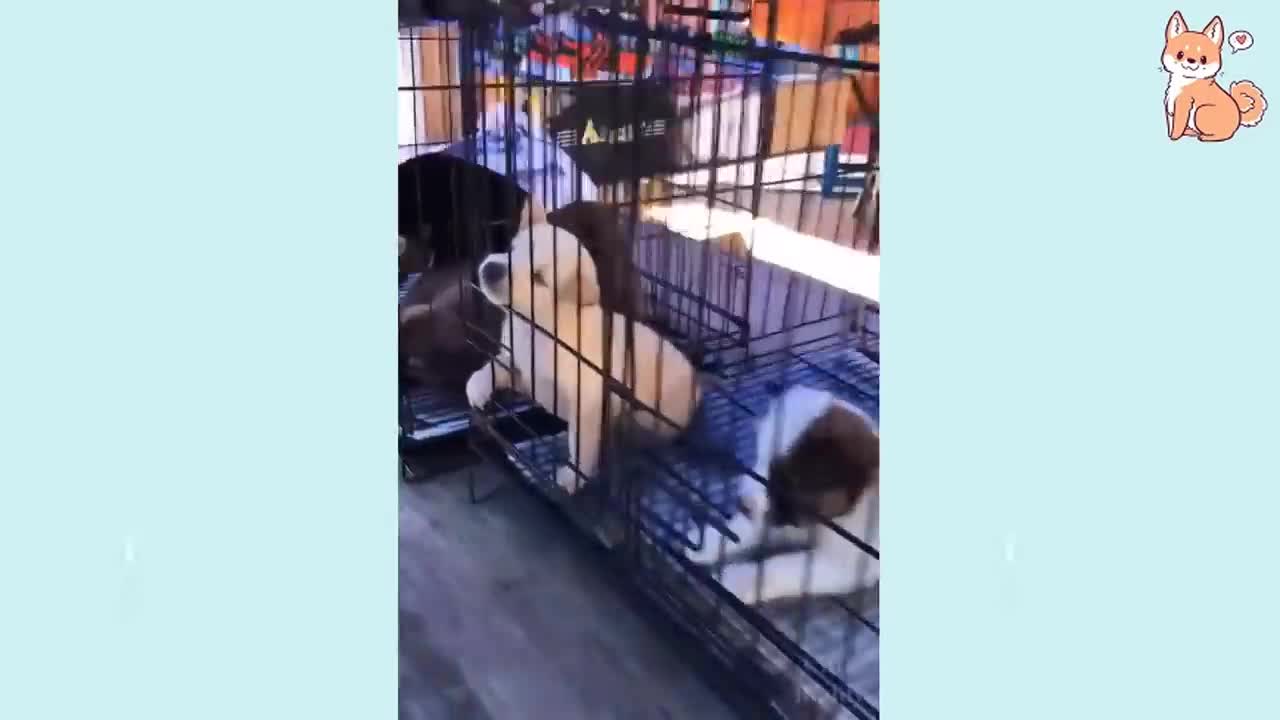 Cute and Funny Puppies 😍 Compilation 1