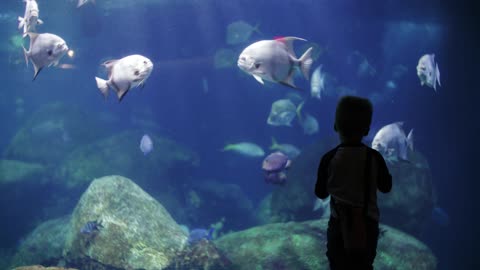 A child for the first time sees fish from near