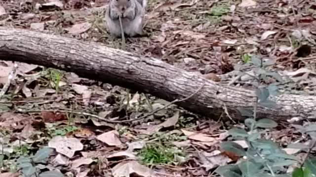 Shorty the squirrel