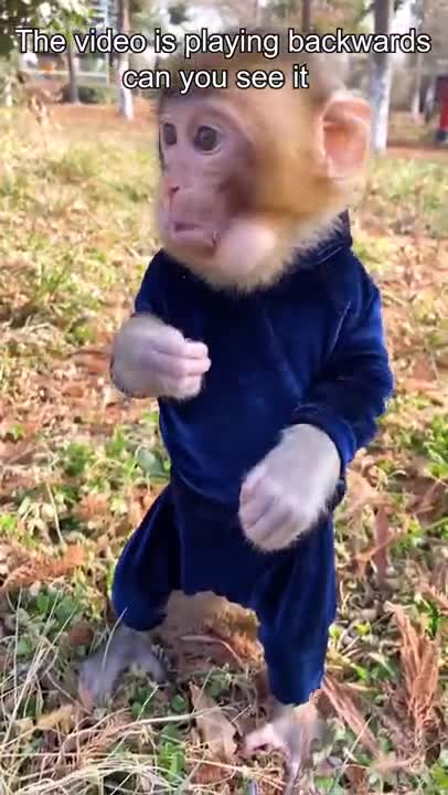 This is a reverse video #animal #animals # monkey #foryou #fyp #funny#bebi