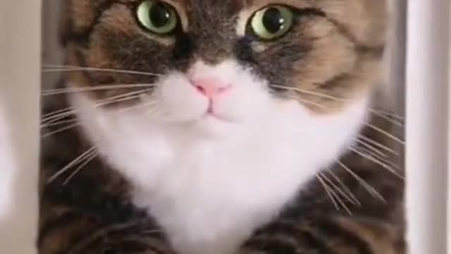 Cat production