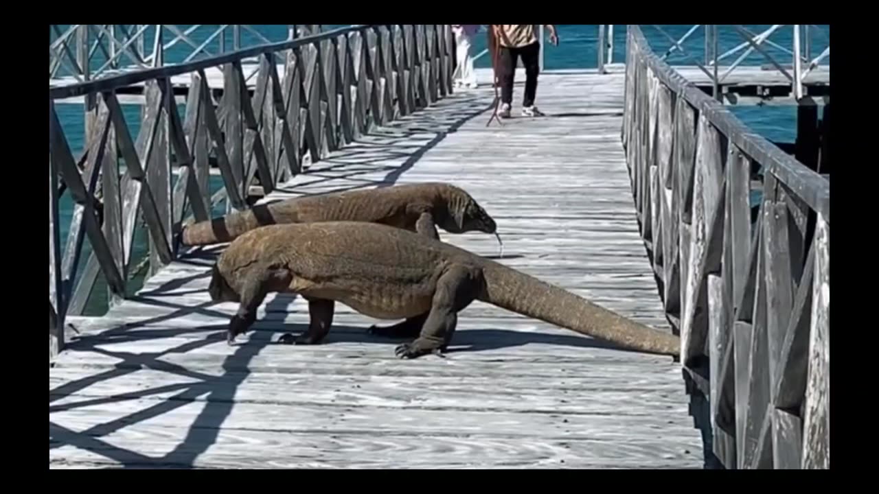 Huge Komodo Dragons Chases Tourists