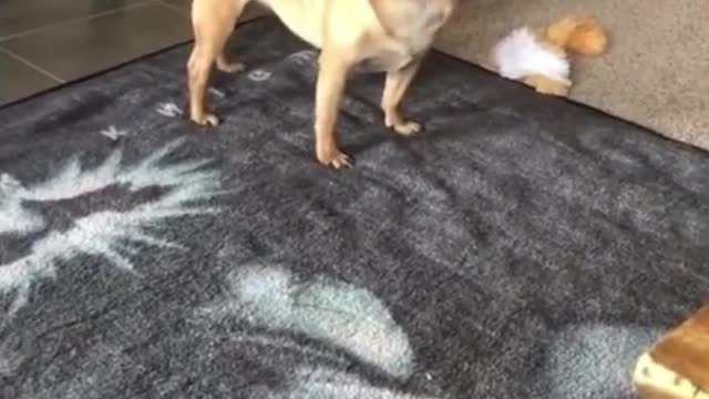 OMG !Dog screaming..😲😲