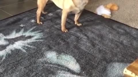 OMG !Dog screaming..😲😲