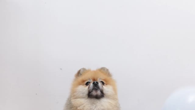 A Pomeranian Looking at Falling White Balloons