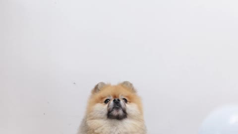 A Pomeranian Looking at Falling White Balloons