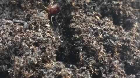 Queen Of ants coming in and out the soil