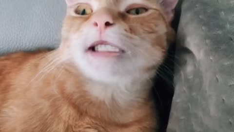 Funny Cat singing