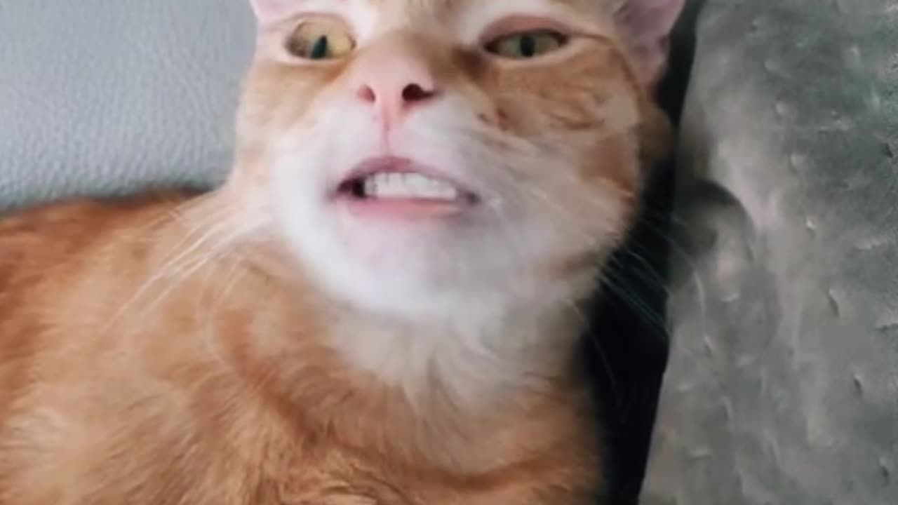 Funny Cat singing