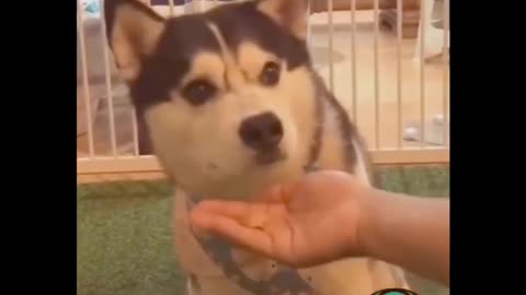 😂 Most Funny Husky 🐕‍🦺