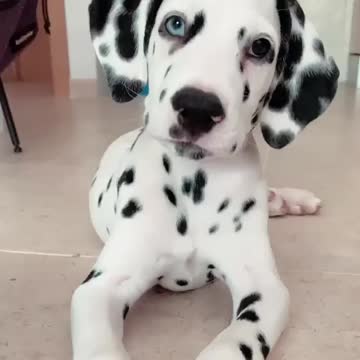 These head tilts