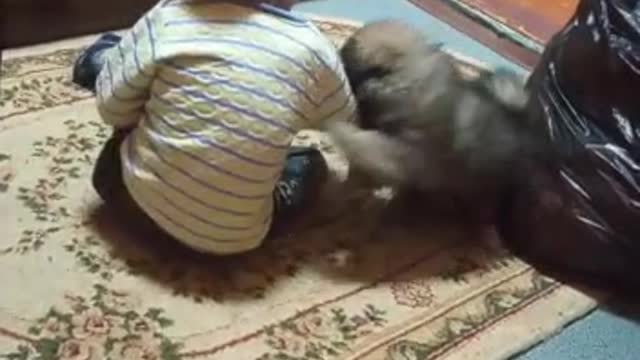 Funny kid and Dog playing video