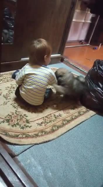 Funny kid and Dog playing video