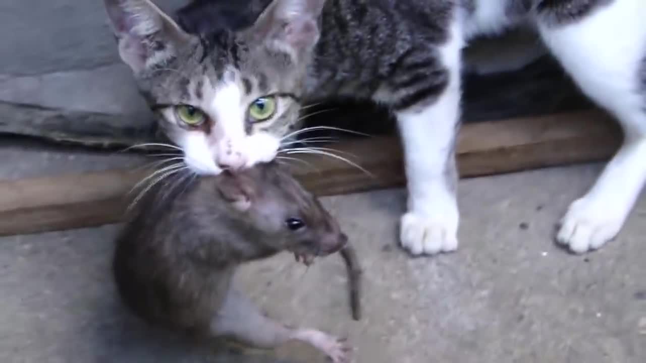 FIGHT!!! Cat vs Huge Rat