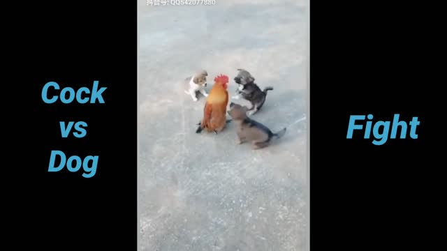 Cock VS Dog Fight - Funny Dog Fight Videos