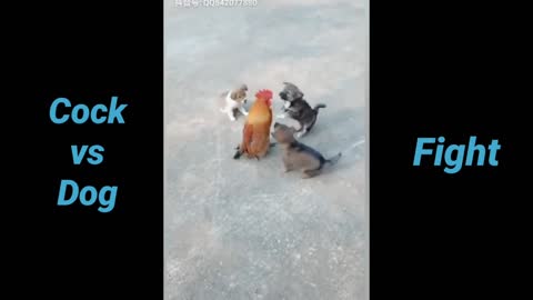 Cock VS Dog Fight - Funny Dog Fight Videos