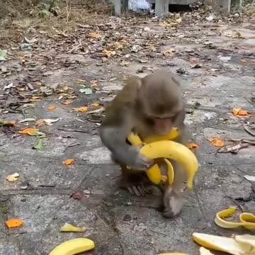 Ladrãozinho de banana