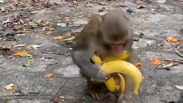 Ladrãozinho de banana