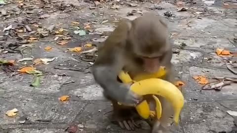 Ladrãozinho de banana