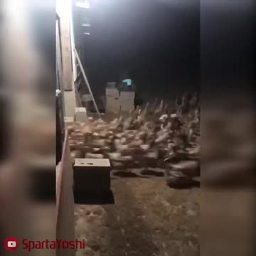 Release the Quacken!