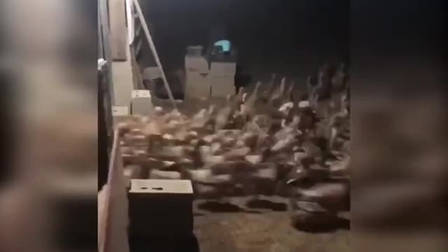 Release the Quacken!