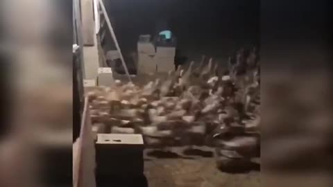 Release the Quacken!