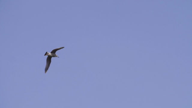 Bird Flying In Blue Sky