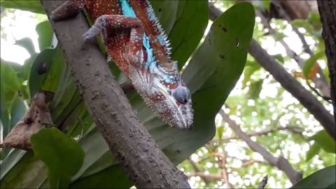 Chameleon eating his game among the branches of the tree