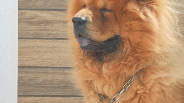 [6 ROUNDS] of puppies, with funny Chow Chow world. 🤗😍