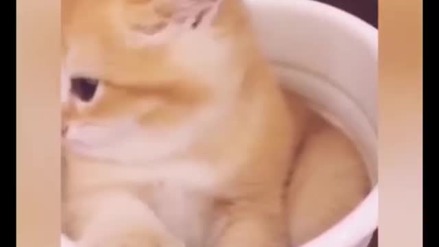 Funny pets video