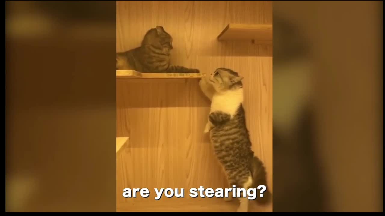 Cats talking! these cats can speak english