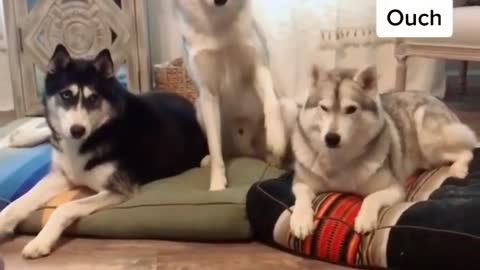 Cute Husky Dog Short