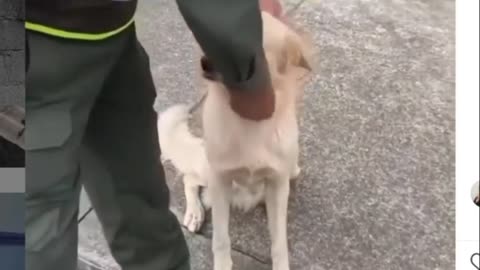 dogs stealing the seine