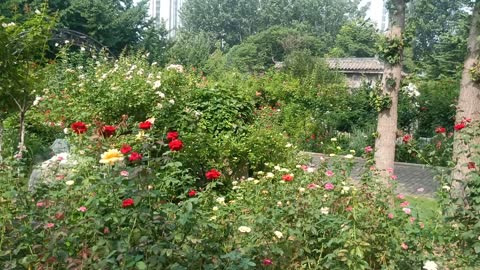 This piece of rose has red and yellow, and the scenery is spectacular