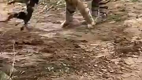 Tiger killed a dog 🧐