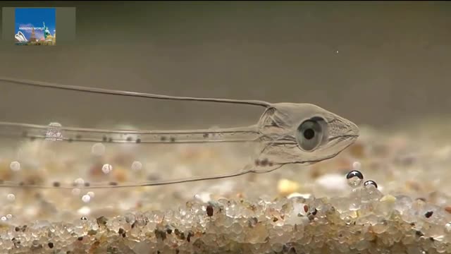 invisiblee fish , amazing worm