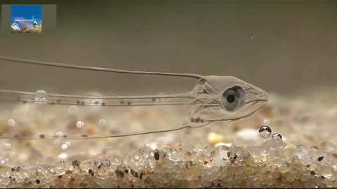 invisiblee fish , amazing worm