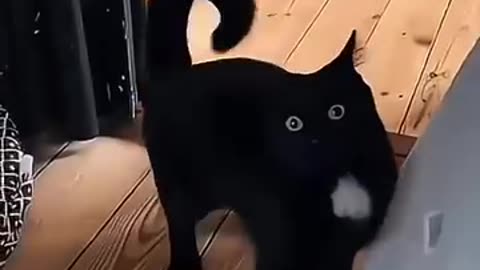 Funny black cats #cats #cat #animals #pets #reels