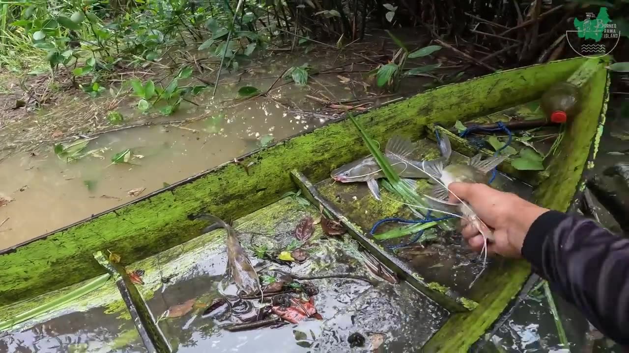 looking for baung fish in the wild