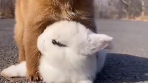 Cute puppy and rabbit videos 2024