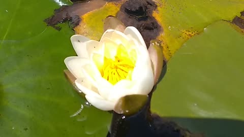 Water Lily