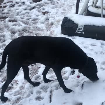 11 yr old dog likes eating snow