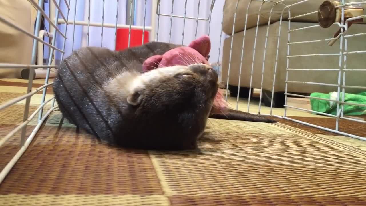 Otter Can't Fall Asleep Without Cuddling Stuffed Animal