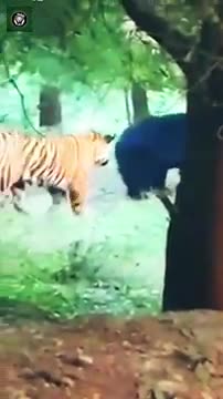 Tiger vs Bear Credits Unknown 🎥 #animal planet tv